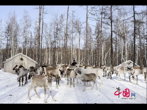 “鄂溫克”是民族自稱，意為“住在大山林中的人們”，人口少而分布廣。走進(jìn)大森林的這部分鄂溫克人被稱為“雅庫(kù)特”，或者使鹿鄂溫克。這是目前世界上唯一一個(gè)使用馴鹿的民族，代表著一種獨(dú)特的文化現(xiàn)象——馴鹿文化（又稱狩獵文化）。天高攝影