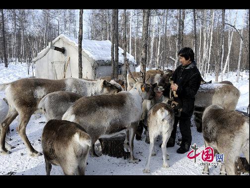 考騰寶正在給馴鹿喂喂鹽，這樣馴鹿才更聽(tīng)話。天高攝影