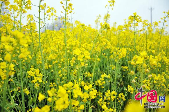 油菜花在我國栽培較廣，以長江流域和以南各地為最多。湖北省是油菜花產(chǎn)地之一。李剛攝