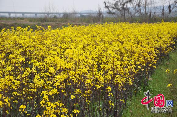 菜薹是湖北的特產(chǎn)，與油菜花同屬十字花科，但色彩較油菜花艷麗。李剛攝