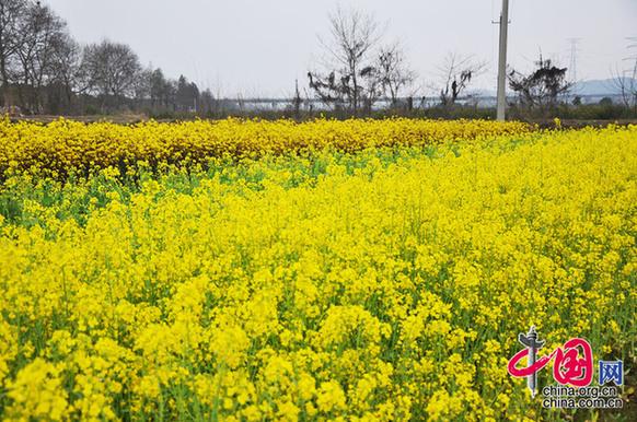 油菜花與菜薹競相開放。李剛攝