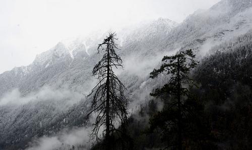 資料圖片：海拔4500米左右的林芝地區(qū)色吉拉山雪松風(fēng)光（2010年3月6日攝）。 新華社記者 普布扎西 攝