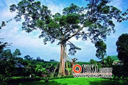 除了迷人的熱帶風光，南方邊境線上的“宗教風景”也令人神往。