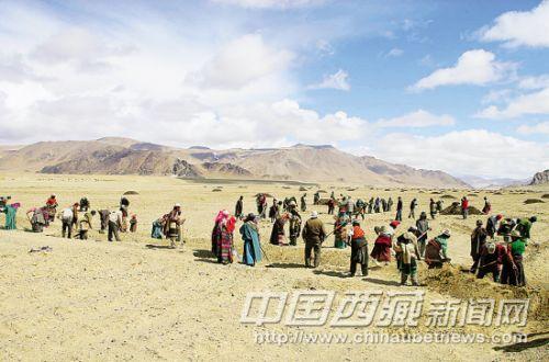 措勤縣人民的勞動場面。
