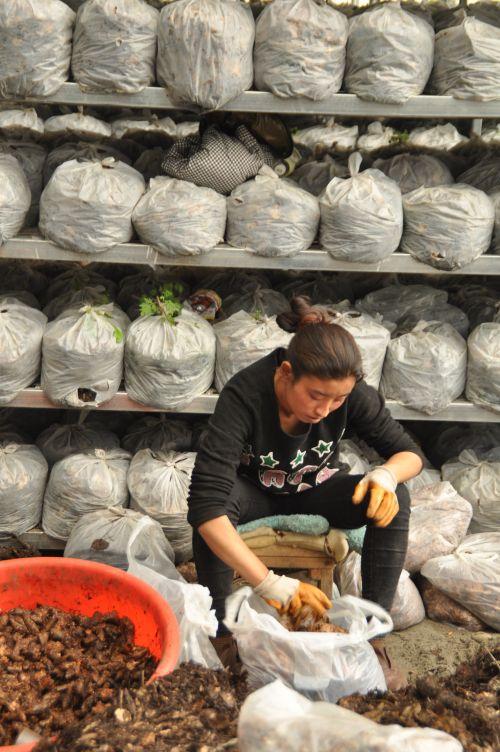 3.工人將加了蜜環(huán)菌天麻種裝袋。攝影：記者 王川。