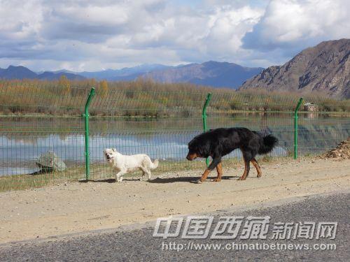 小狗將我引向景區(qū)入口處。