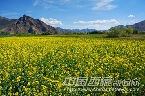 曲水縣才納鄉(xiāng)風(fēng)光。彭月圓 攝