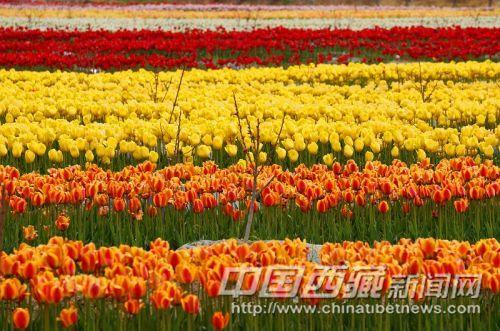 曲水境內(nèi)風(fēng)光。彭月圓 攝