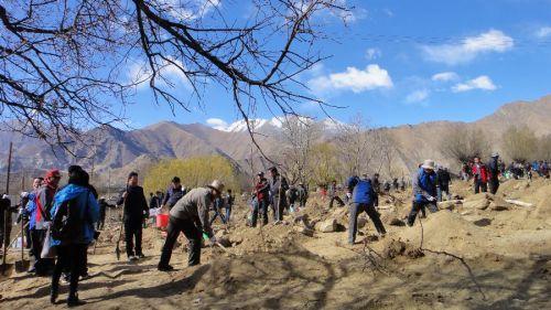 3月29日，援藏干部在拉薩市堆龍德慶縣羊達(dá)鄉(xiāng)通嘎村義務(wù)植樹。