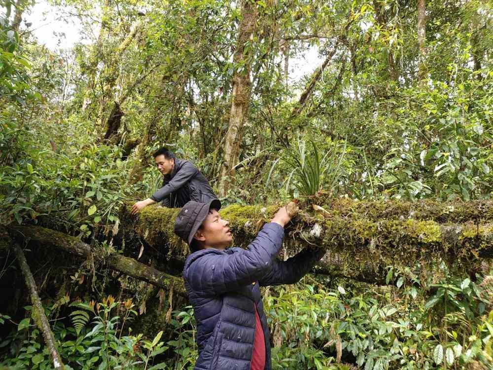 蘭花歸野。圖片由山水自然保護(hù)中心提供