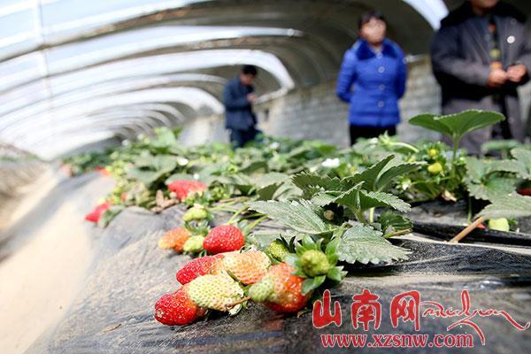 結巴草莓熟了（組圖）