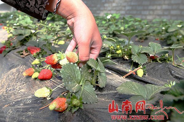 結巴草莓熟了（組圖）