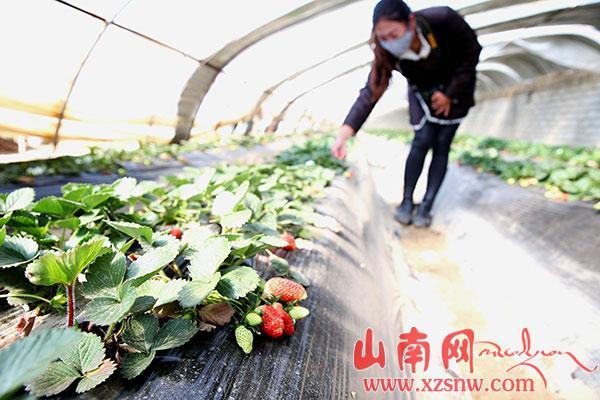 結巴草莓熟了（組圖）