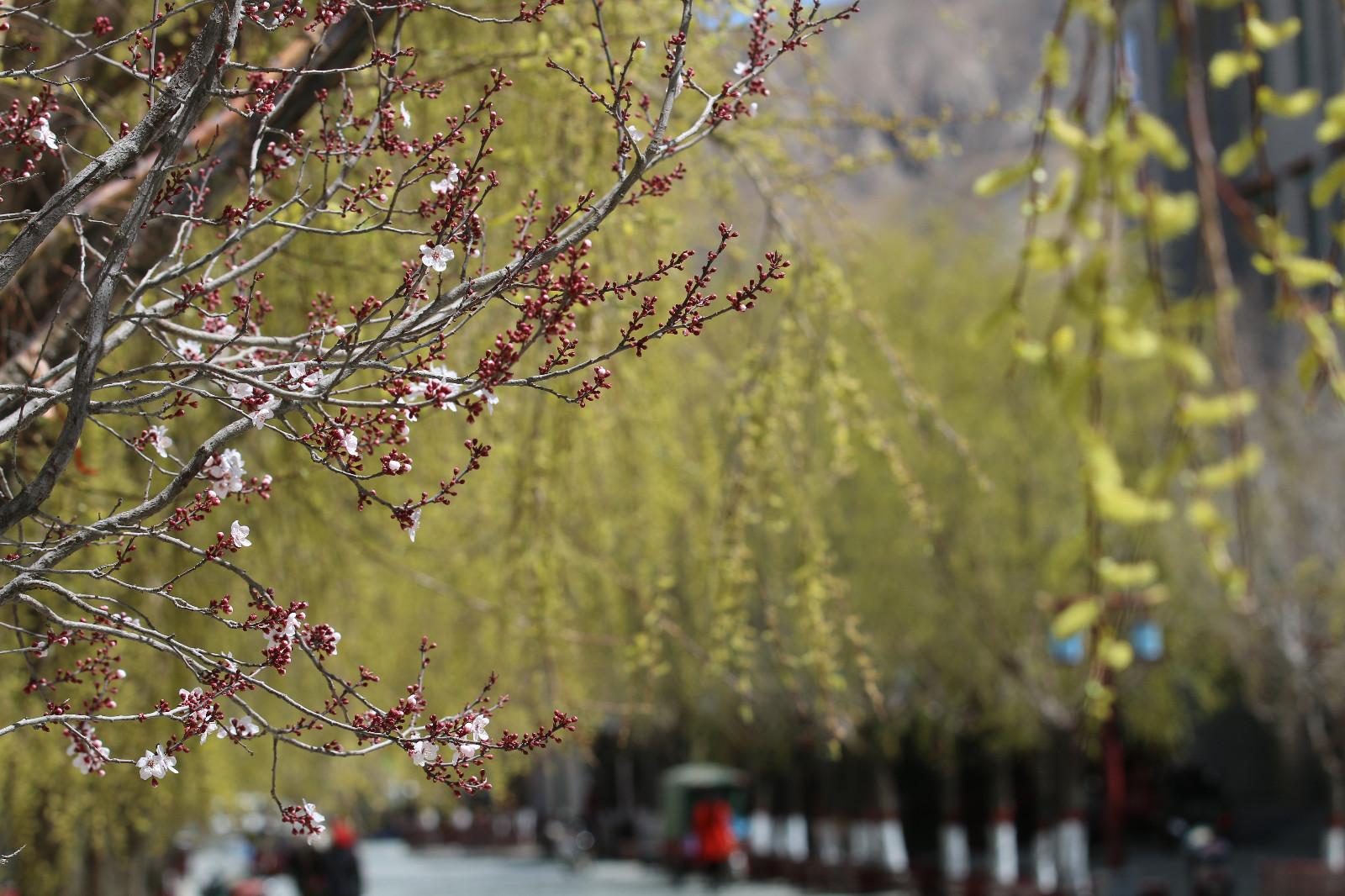 圖為：春意盎然的瓊結(jié)旅游步行街。.JPG