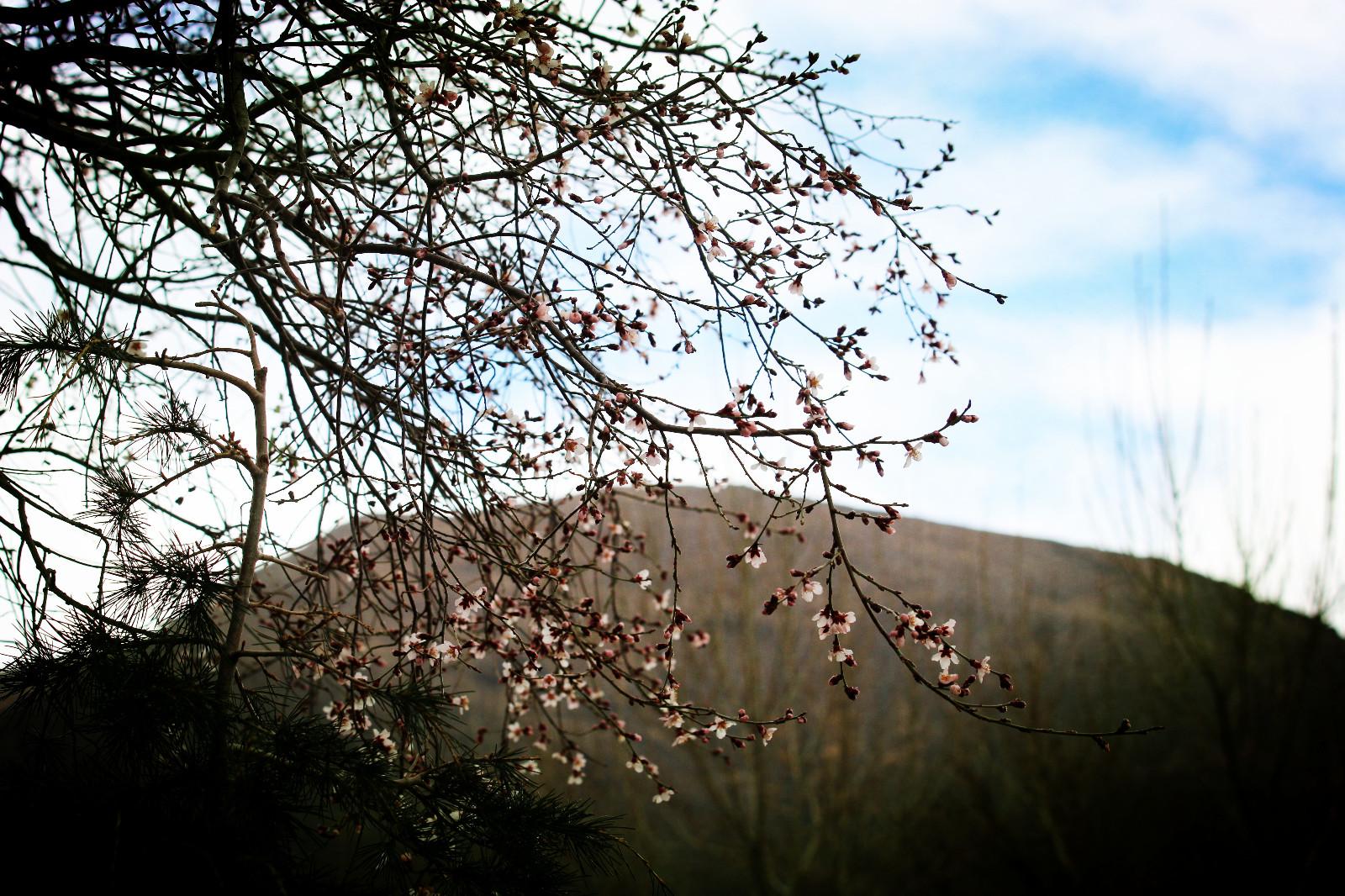 圖為：瓊結(jié)木若山腳下的野桃花、.JPG